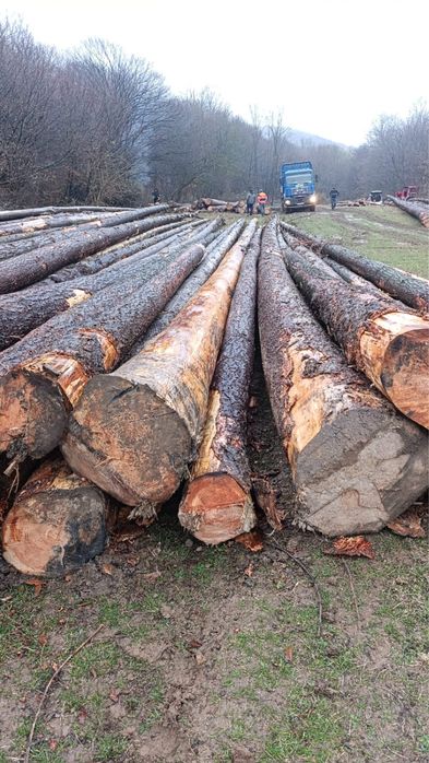 Vand lemn lucru / lemn rotund / bustean rasinos Duglas