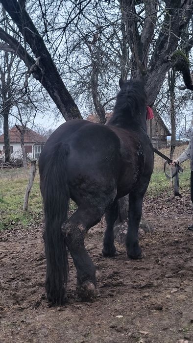 Vând mânz negru greu