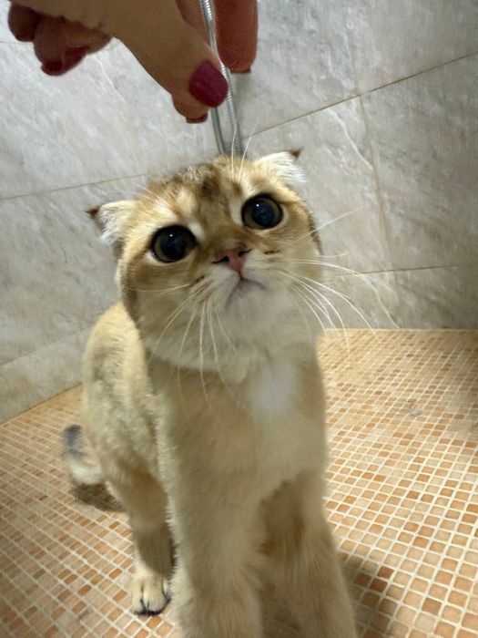 Продается шотландская вислоухая