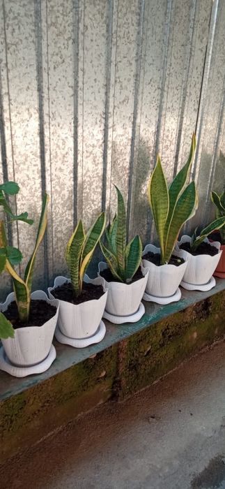 Цветы домашние, офисные