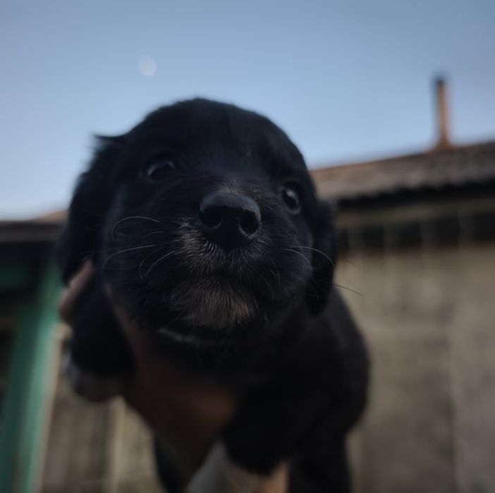 Отдаем щенков помесь со Спаниэлем