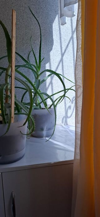 Продам комнатные растения