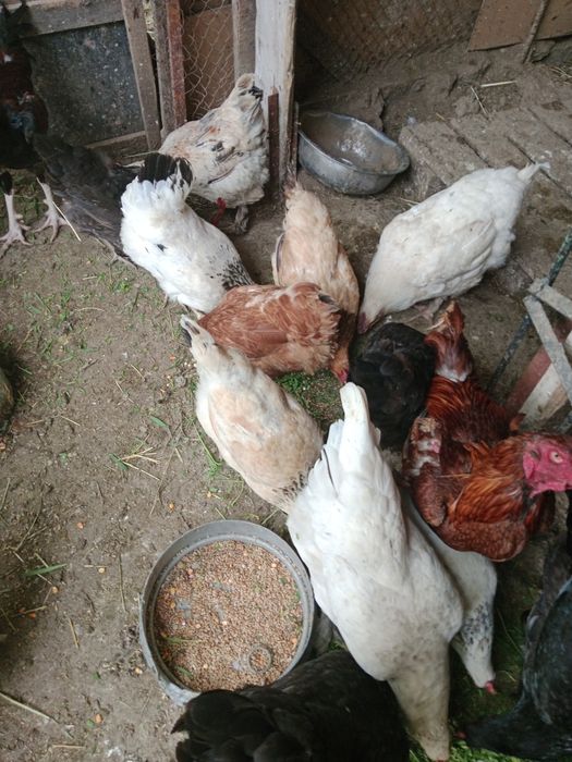 Куры несушки  молодняк