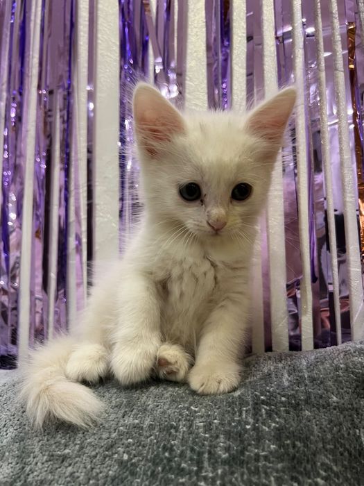 Котенок, белый в хорошие руки