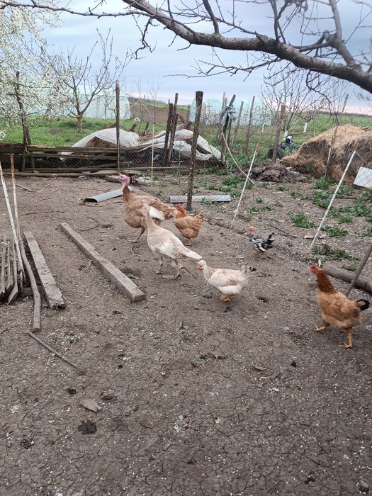 Пуешки яйца за разплод и от селски кокошки