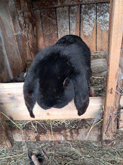 Vand iepuroaica berbec german