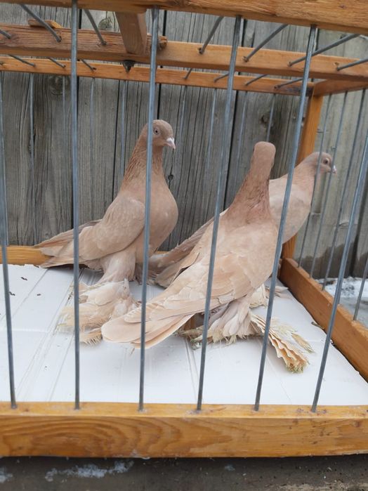 Голуби Голуби Го