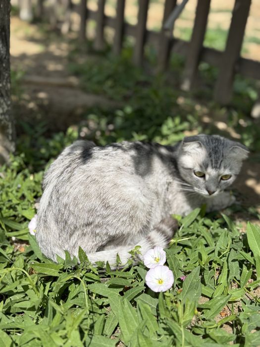 Шотландская вислухая кошка