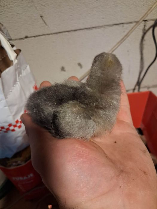 Vand pui de gaini moțate de rasa mai multe detalii la nr de telefon 07