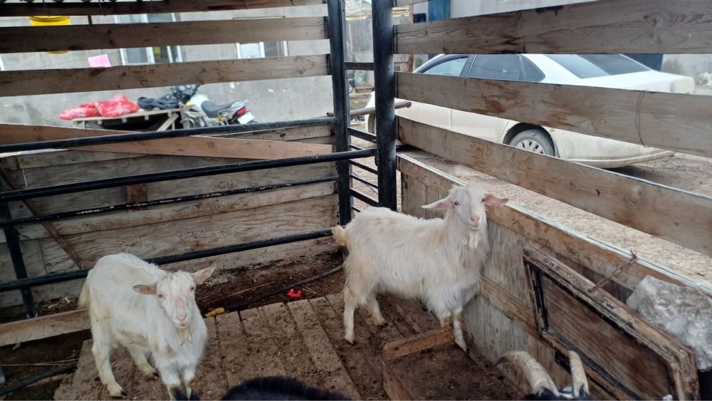 Заанениская шыбыш сатылады…