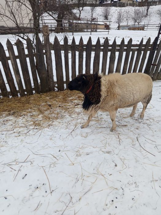 Vând oaie  Texal si un berbec Dorper