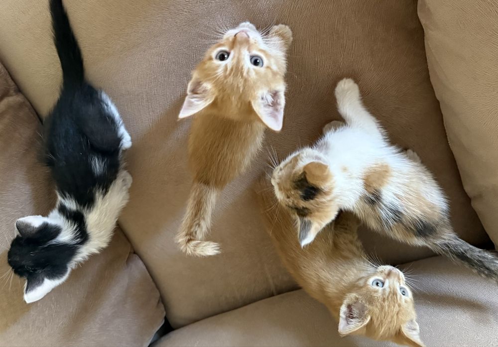 Котята в добрые руки — бесплатно!