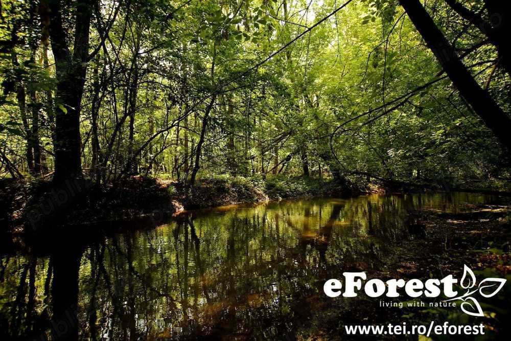 eForest, Loturi între 2 Păduri, lizieră, direct din DN1A, după Buftea