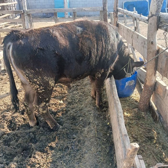 Бука бык. Еркек тана