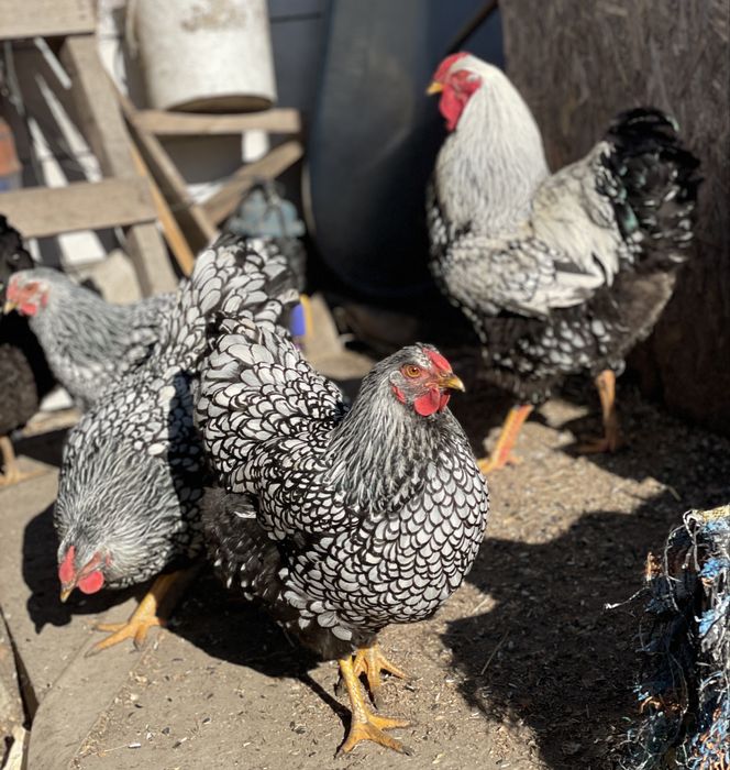 Oua Wyandotte argintiu