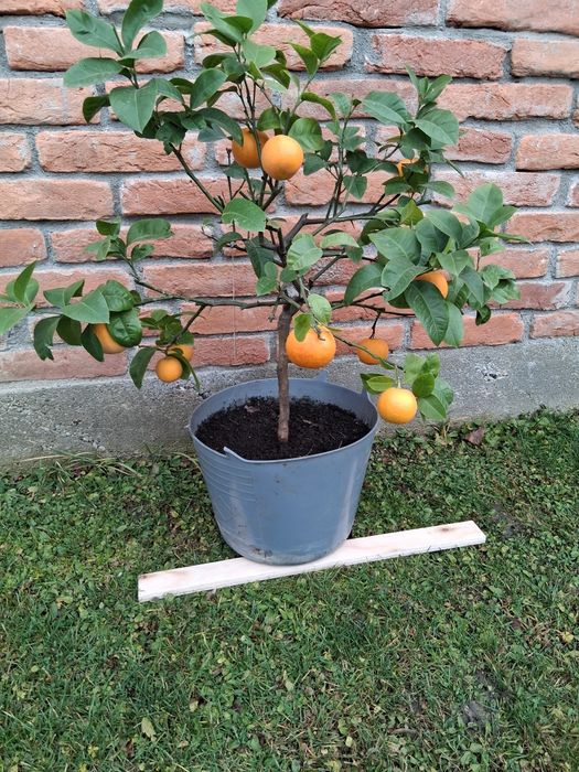 Portocal rosu de Sicilia