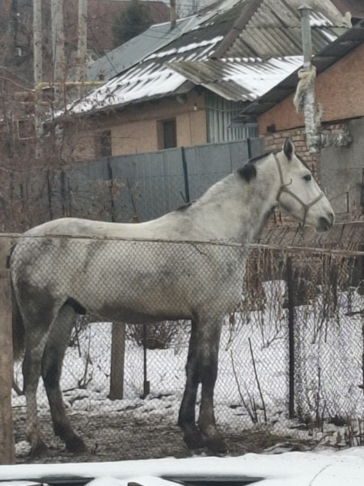Продам лошадь на племя