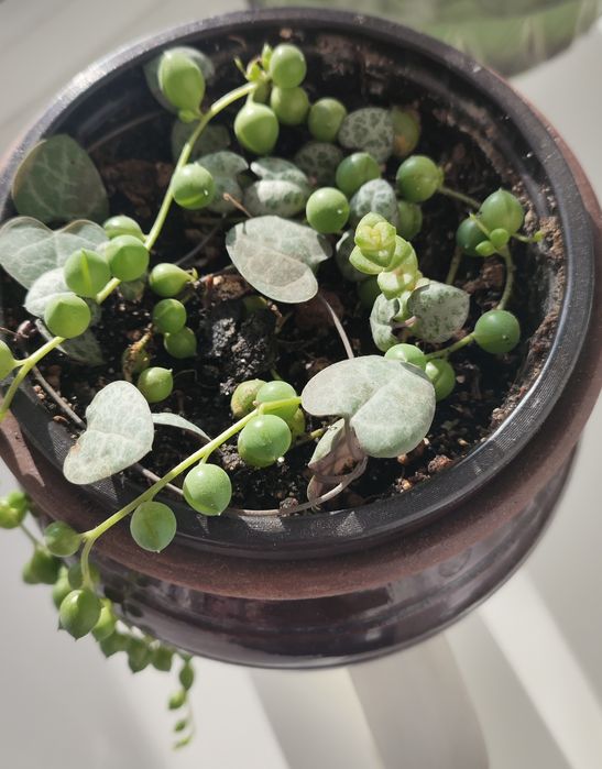 Продам комнатные цветы