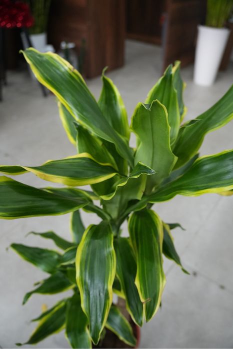 Драцена Фрагранс Голден Кост