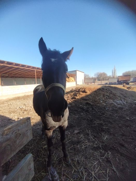 Продам тайчика инаходей жорға