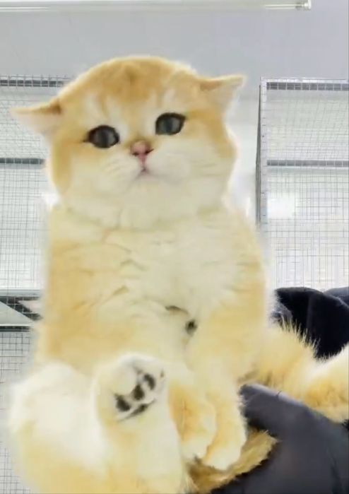 Продаётся британский золотая шиншилла ny12