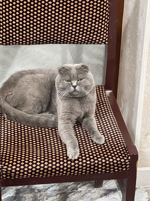 Вязка. Шотландский кот ( не продается )