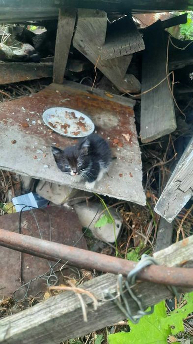Котята 1,5 месяца  в добрые руки