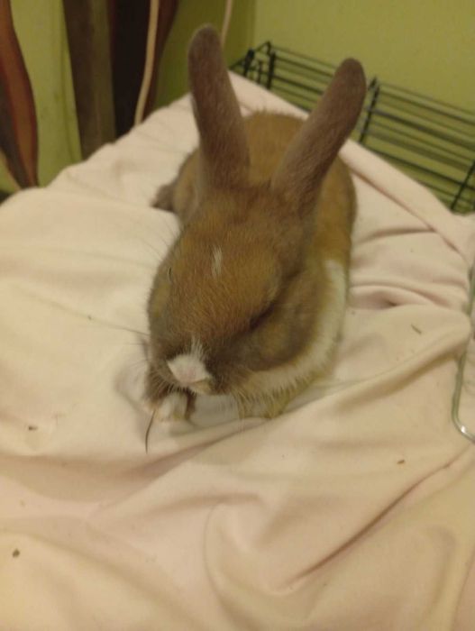 Декоративни зайчета - лъвска глава