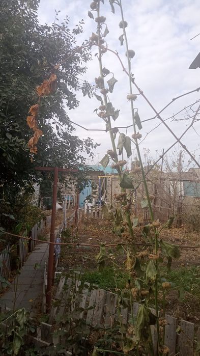 Срочно продам дом