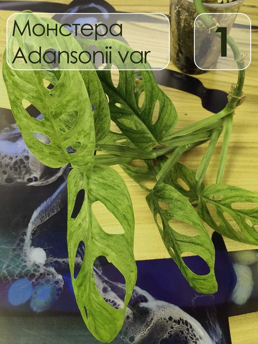 Монстера адансони Monstera adansonii