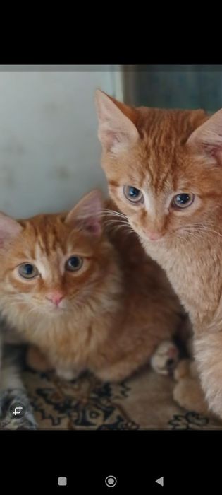 Котики бесплатно в добрые руки