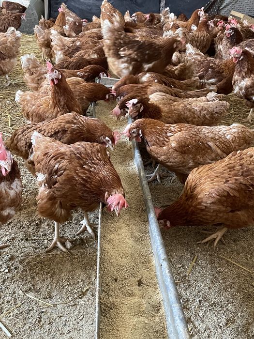 Gaini rosii ouatoare Isa Brown, Sârca-Madrajesti !