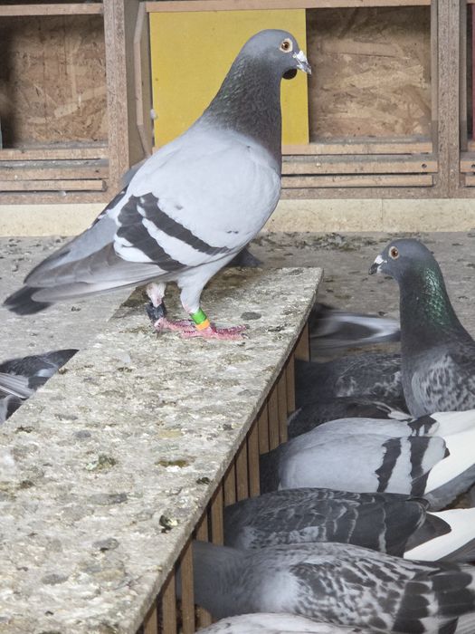 porumbei voiajori sport de maraton disponibili atât puii cât și batran