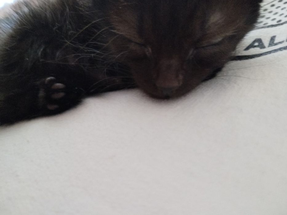 Отдам черного котёнка