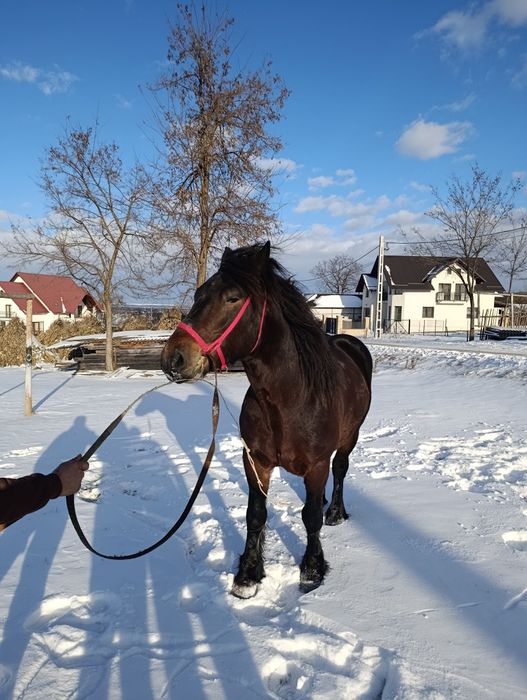 Cal de vânzare de 4 ani