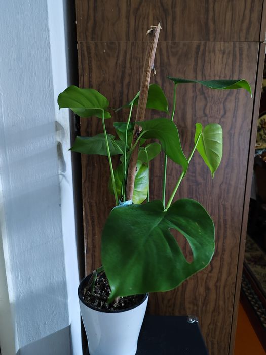 Продам домашние цветы