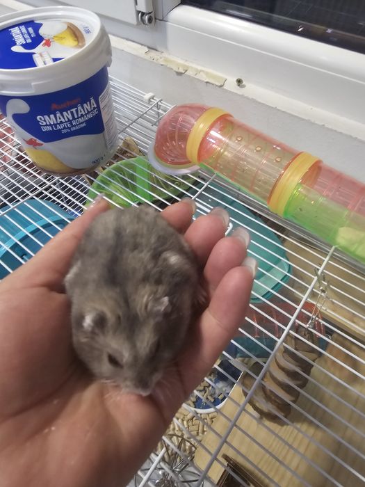 Donez Hamster baiat