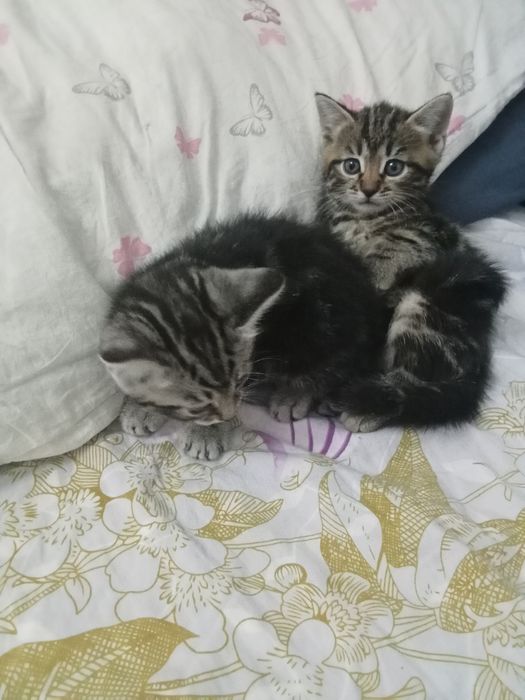 Красивые котятки