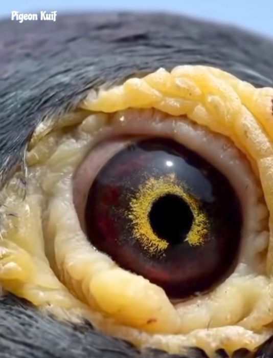 Vând porumbei voiajori