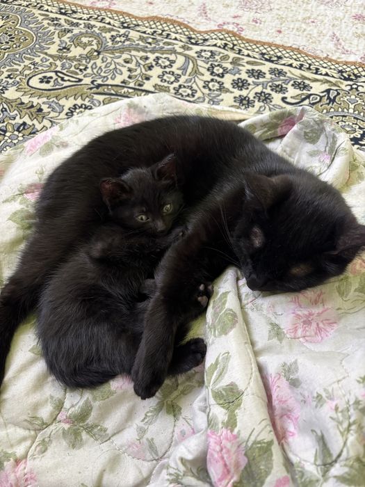 Котенок (марғау)