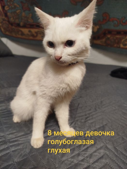 Отдам кошек хороших