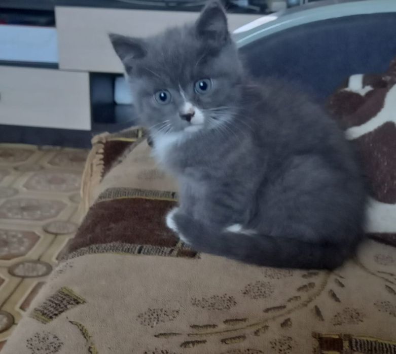 Подарим котенка .
