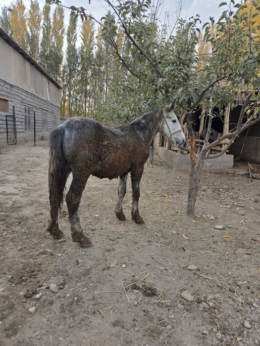 Сатылады тай линия