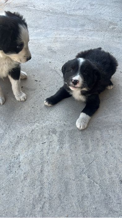 Заберите приютите