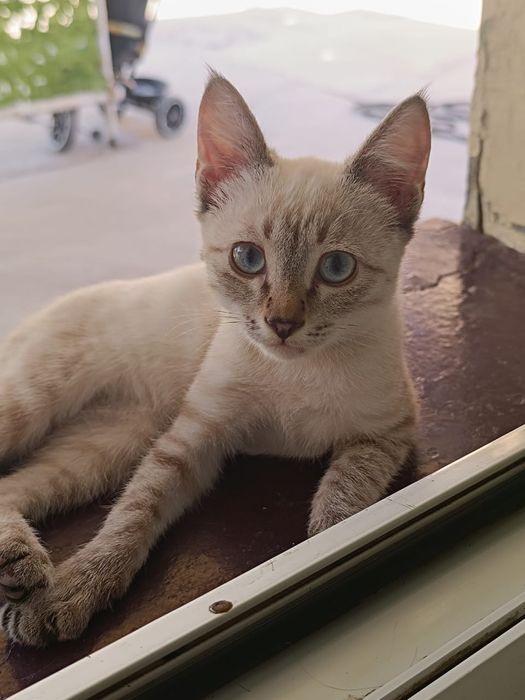 Сиамские котята продается