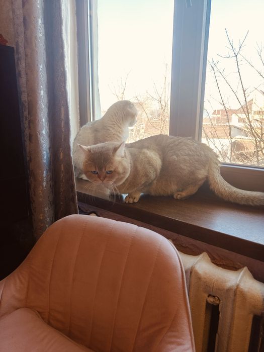 Котёнок Шотландская шиншилла