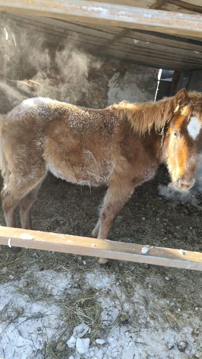 Продам жеребёнка (мальчик)