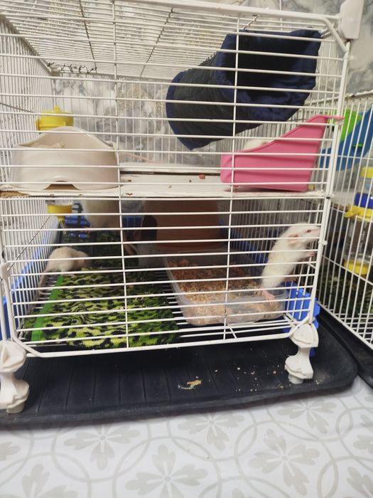 Продам декоративных крыс