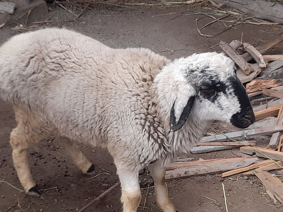 Ikkita qo'chqor sotiladi