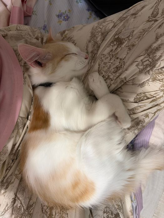 Отдам котенка в добрые руки